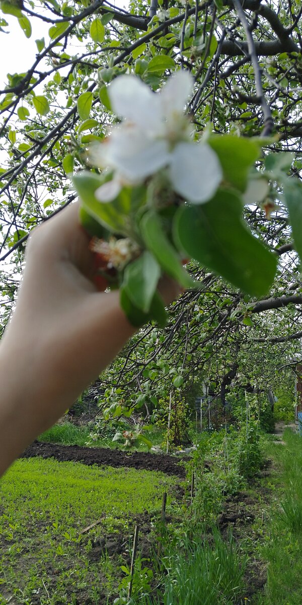 Яблоня 🌳🍏