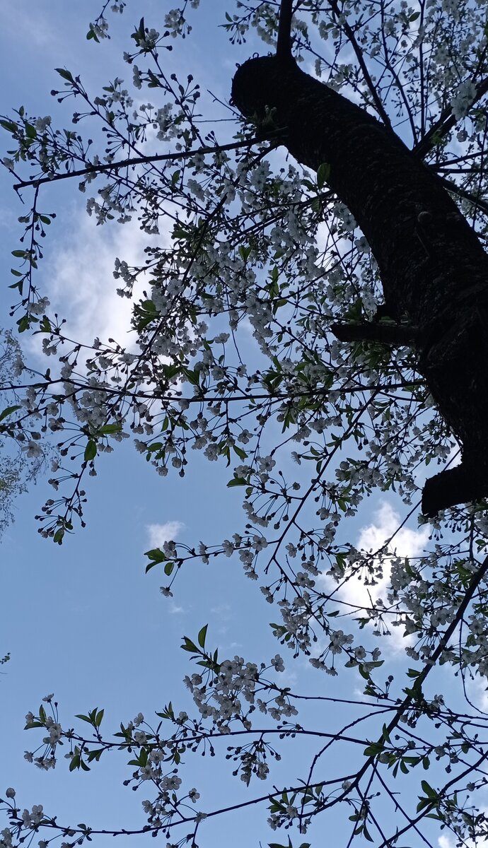 Апрель на исходе. Парк Лианозово. Фото автора.