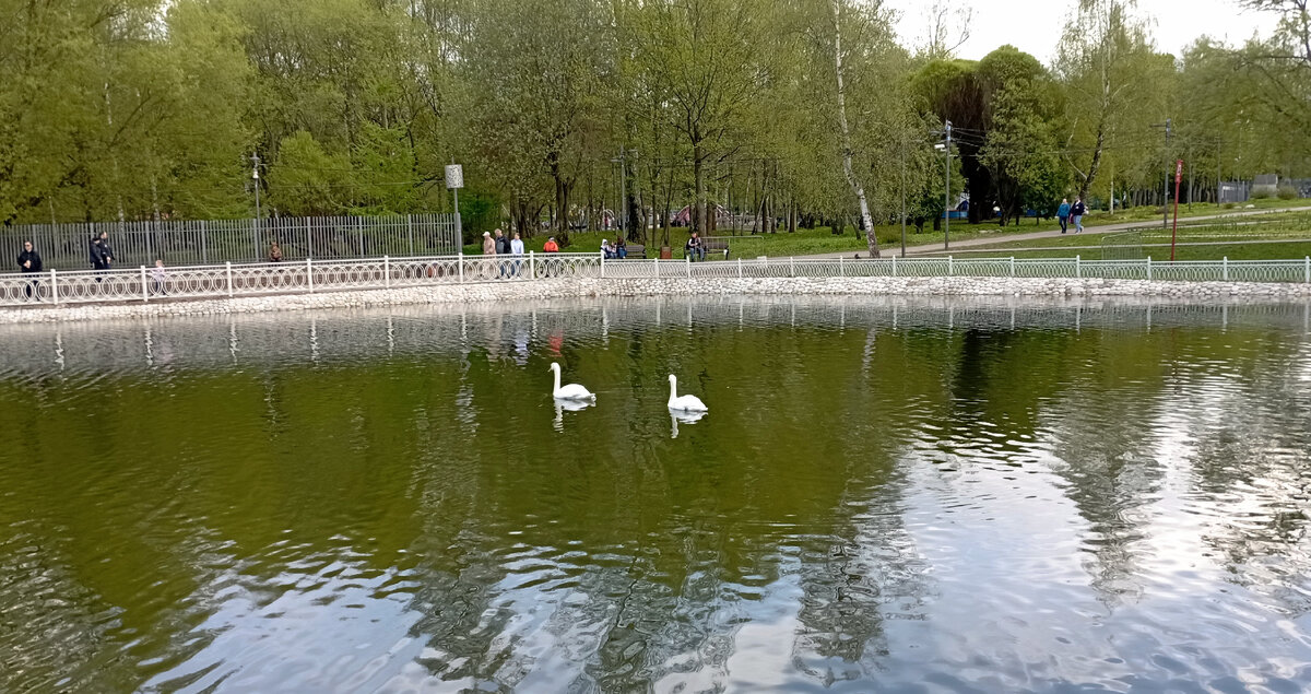 Парк Лианозово. Вернулись лебеди. Фото автора.