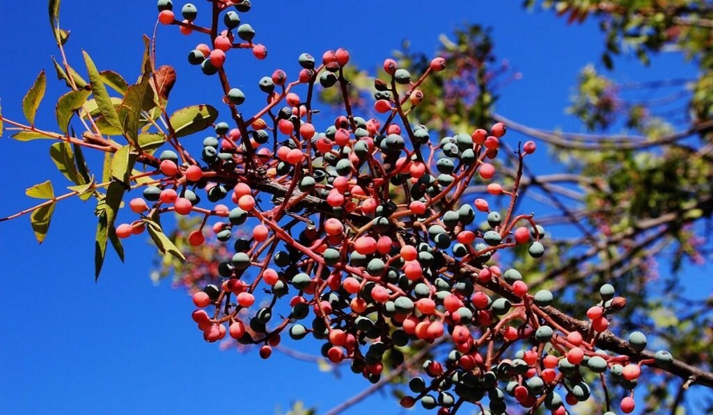 Pistacia terebinthus