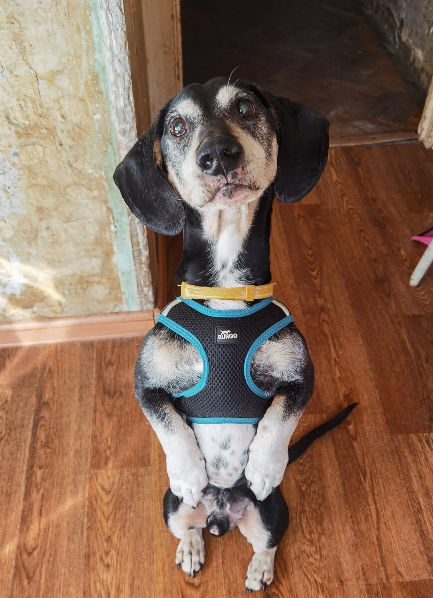 Рич и консультация у зоопсихолога: неделя совместной жизни | Бернард ...