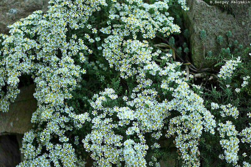 АСТРА ВЕРЕСКОВАЯ SNOWFLURRY - 500 рублей. Растет кустиком со стелющимися побегами и отлично подходит для создания зёленого "ковра", высота которого не будет превышать 10 см. А в конце сентября, когда распустятся мелкие цветочки, он станет белым. В плюсы запишем устойчивость к мучнистой росе и неагрессивный характер - такую астру можно с легкой душой посадить и в альпинарий. 