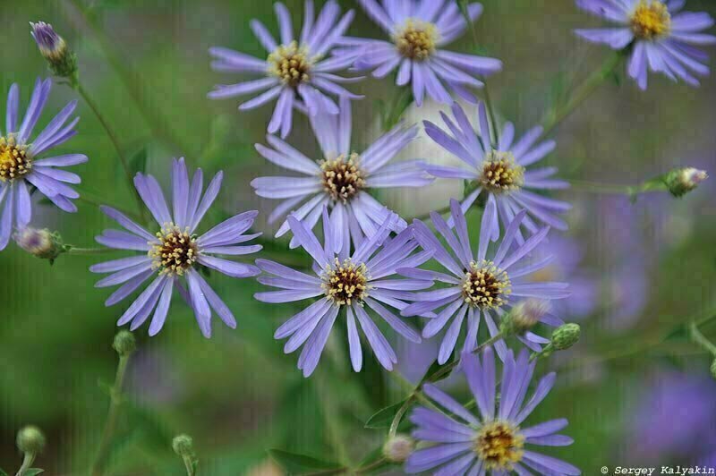 АСТРА ГИБРИДНАЯ TWILIGHT - 500 рублей. Главная особенность этой астры - раннее цветение: голубовато-фиолетовые "ромашки" украшают невысокие (50-80 см) кустики уже со второй половины июля. А через два месяца у нее уже другой симпатичный наряд из коричневатых пушистых соплодий-шариков. Благодаря активному разрастанию корневищами она быстро образует массивы. Устойчива к мучнистой росе. 