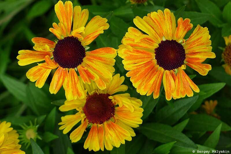 ГЕЛЕНИУМ SAHIN'S EARLY FLOWERER - 300 рублей. 100 см, июль – сентябрь Единственный сорт, окраска которого близка к оранжевому цвету. И зацветает одним из первых.