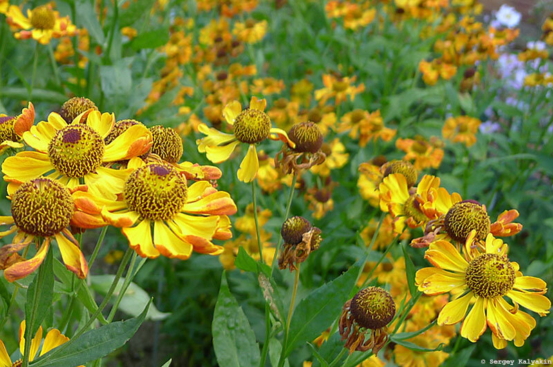 ГЕЛЕНИУМ RAUCHTOPAS - 300 рублей. 140 см, июль – сентябрь Примечателен и окраской, и высотой – хорошо вписывается на задний план цветников. Цветки крупные, до 6 см в диаметре. С верней стороны лепестки желтые, но они изогнуты вверх так, что показывают коричневую подложку.