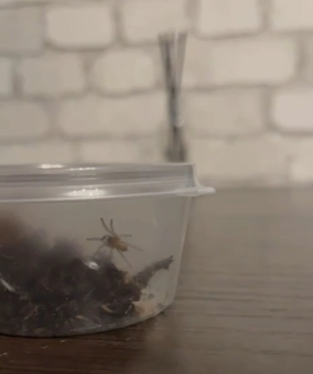 Нимфа паука сазимай 