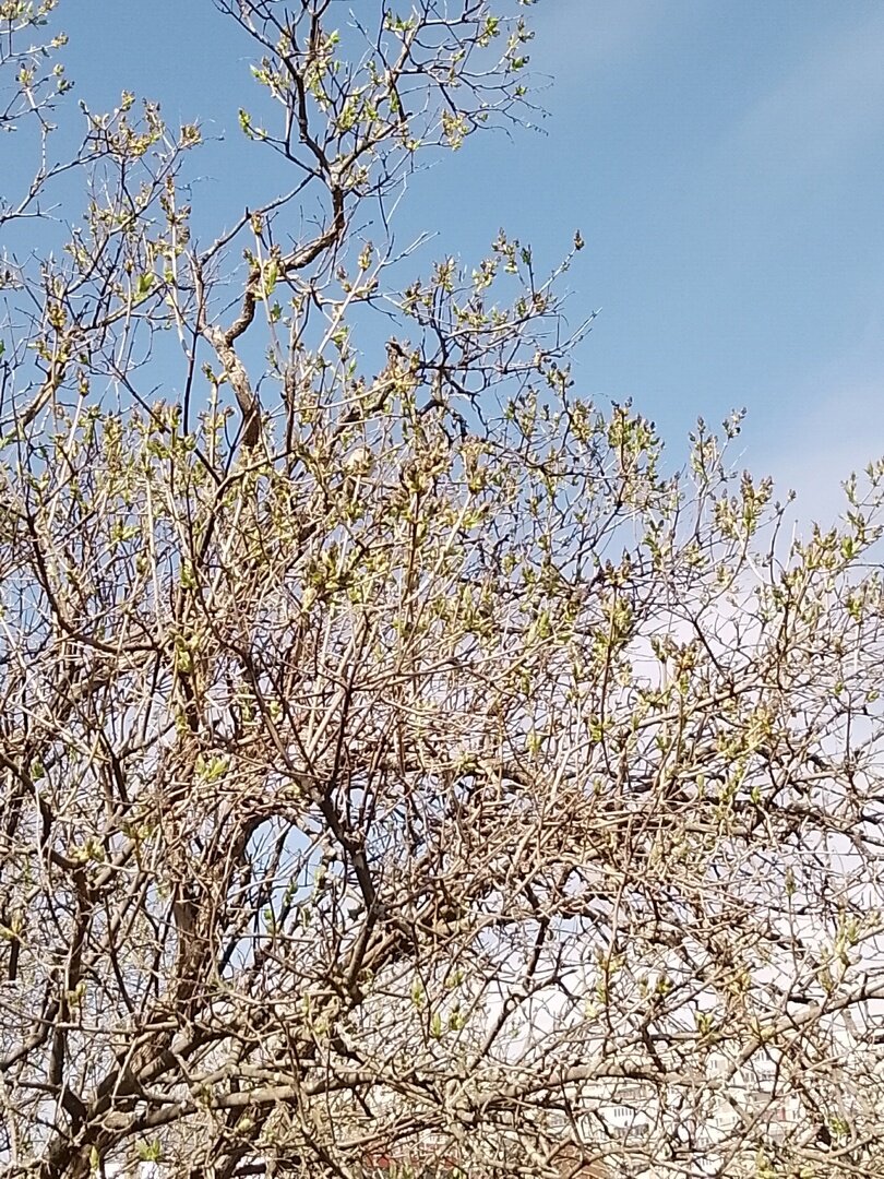 Весна пришла!