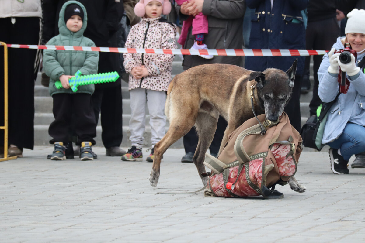 собака