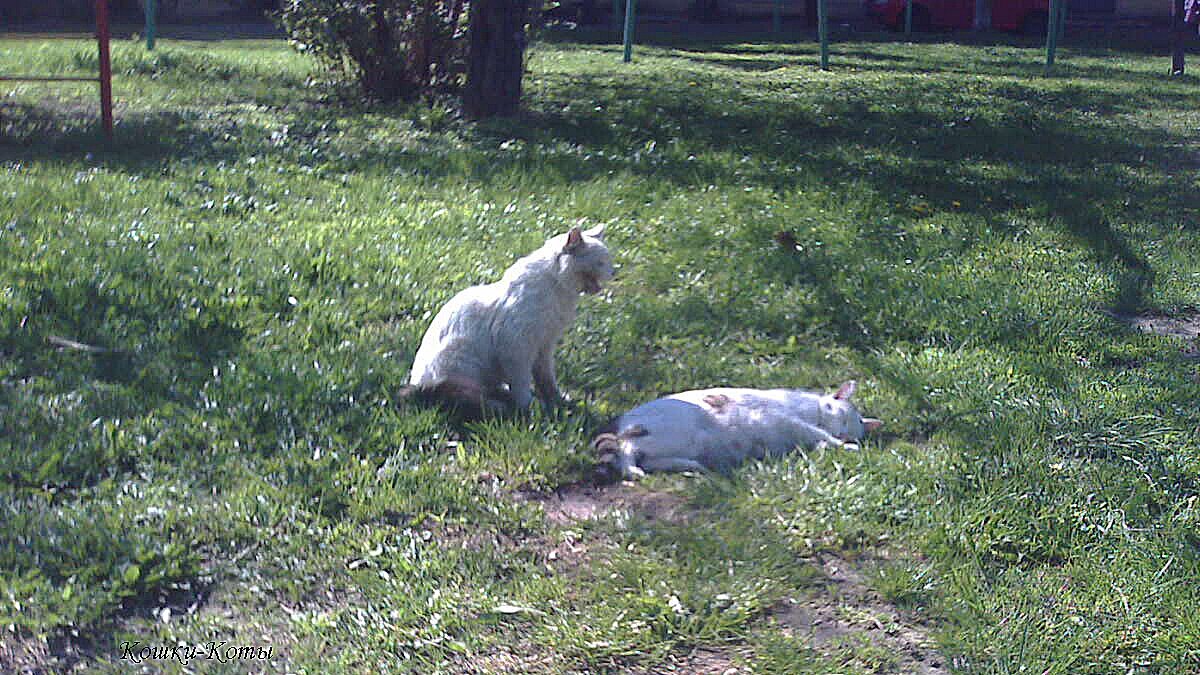 Май наступил, всех ждёт труд. А коты будут отдыхать на природе. 