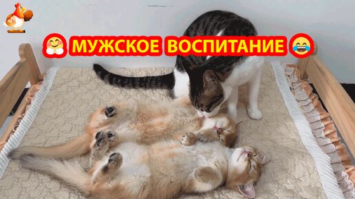 Мужское воспитание ❣️ Кот гувернер укладывает спать Котят 😮🤗😂