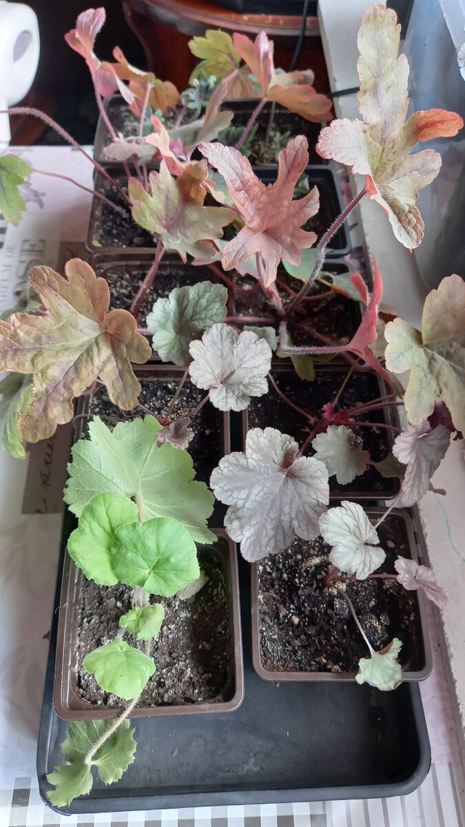 Отсаженные в домашних условиях растения, полученные делением куста- маленькие боковые розетки с частью корневища. Такие саженцы отлично растут и на подоконнике, главное- умеренный но постоянный полив.