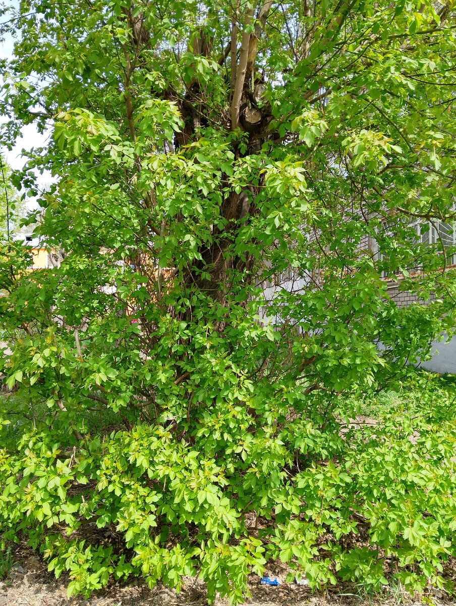 Листва на деревьях в Ярославле, фото автора