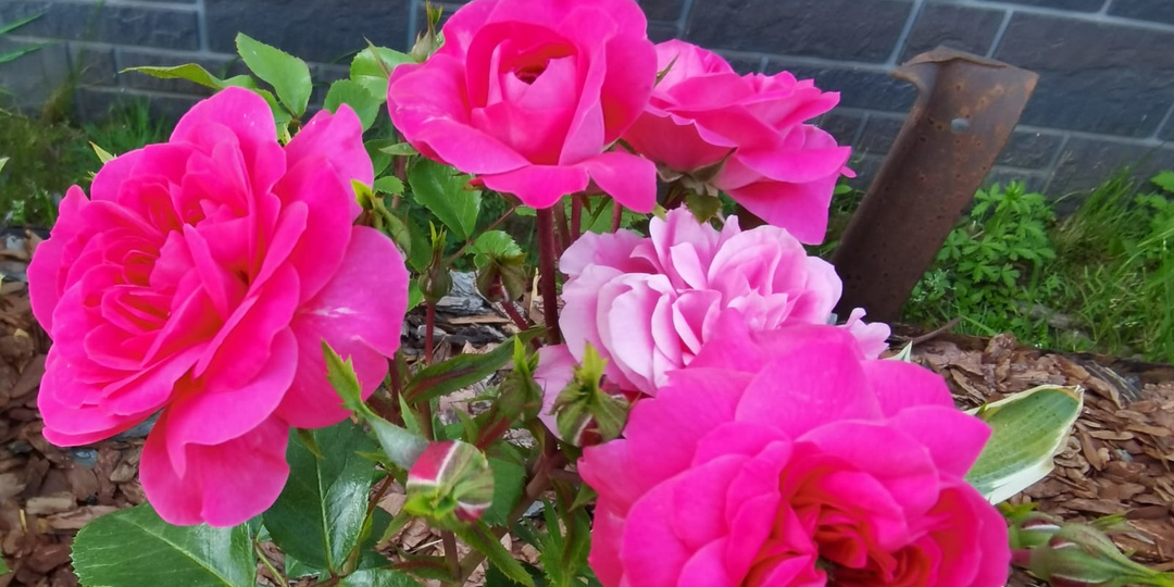 Теперь свои розы подкармливаю только этим питательным коктейлем. Меня научил сосед по даче (даже самые дряхлые — оживают)