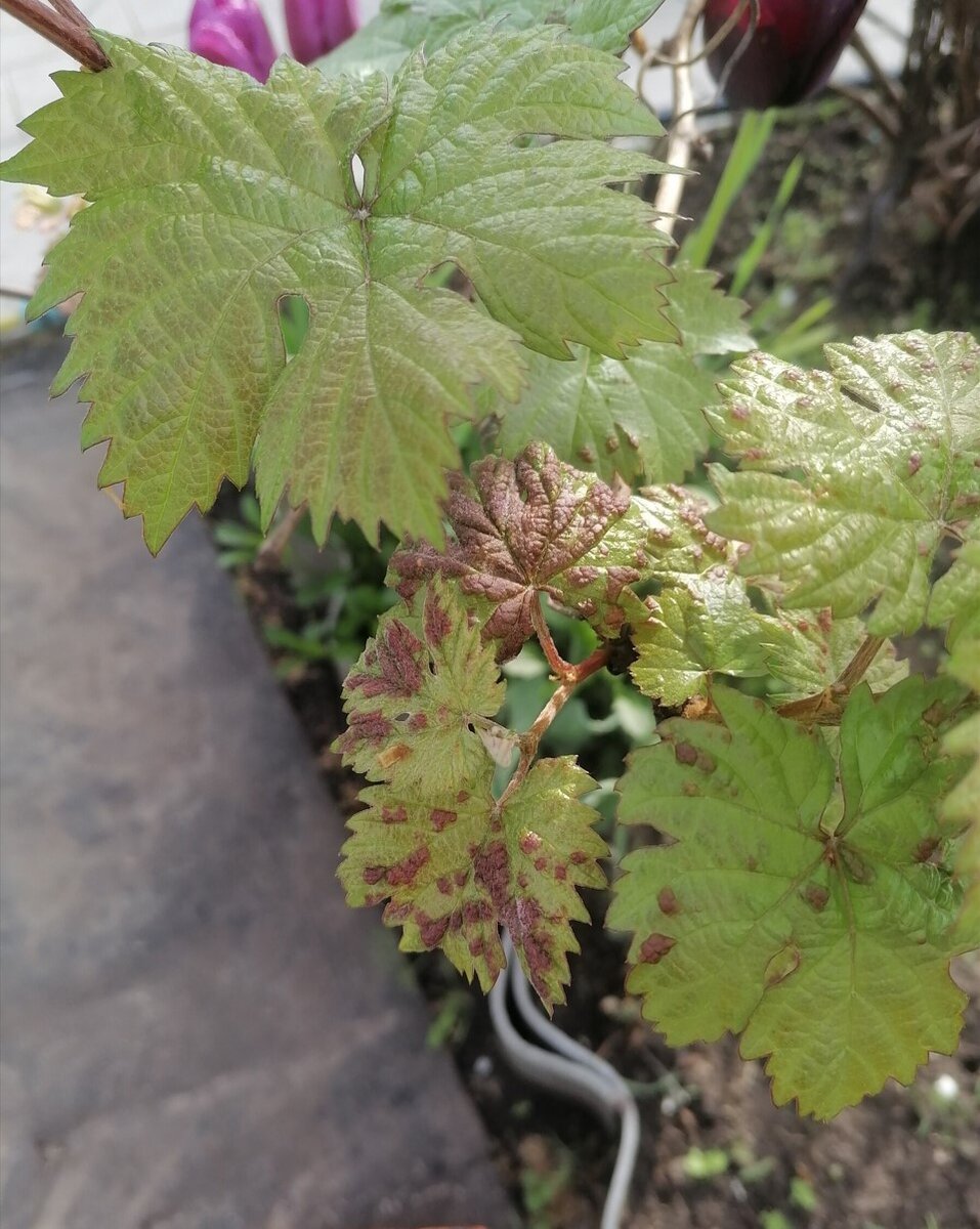 Фото подписчицы Юлии 