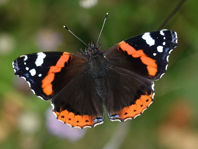 Бабочка адмирал