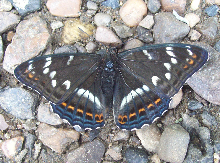 Одна из редких бабочек наших мест - ленточник тополевый