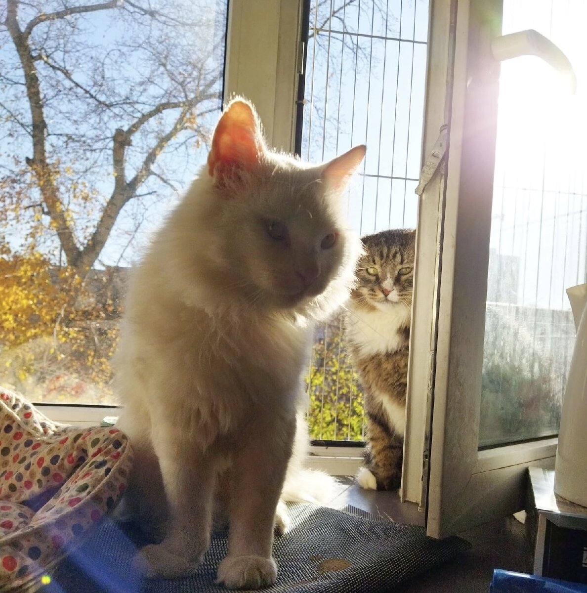 🚹 Курт и 🚹 Монарх (уже домашний пирожок) выступают «ЗА» антикошки! 