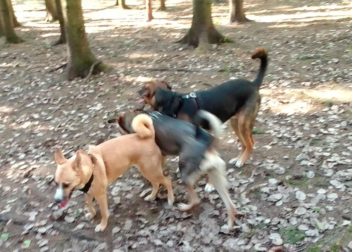 Алиса, Тося, Платон