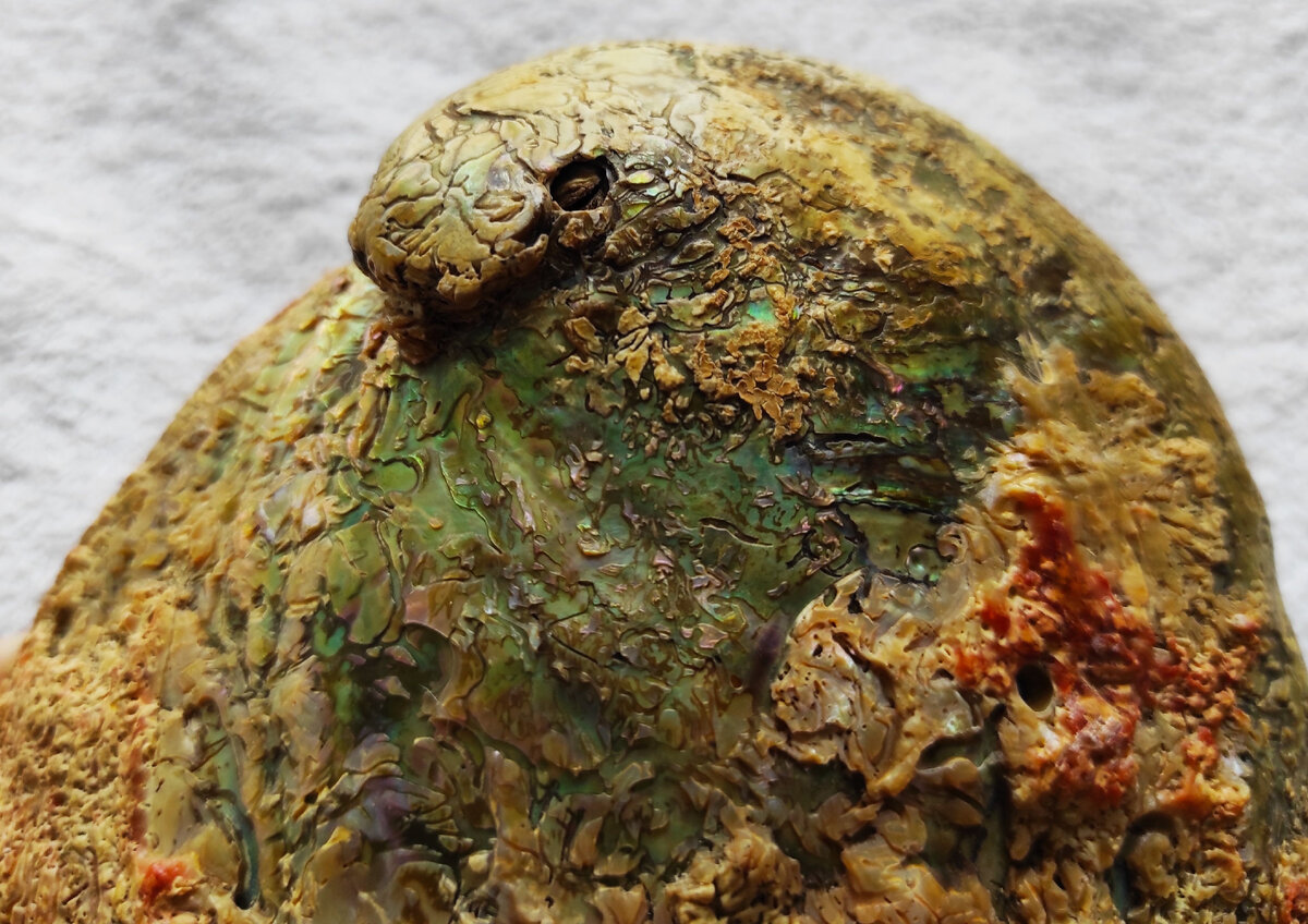 Раковина Абалон