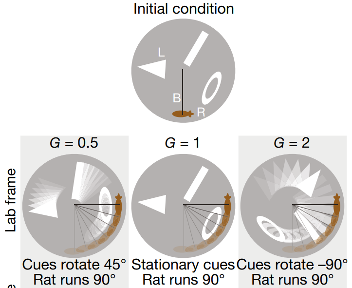 Сверху — изначальная диспозиция.
Снизу, слева направо:
G = 0,5 — Ориентиры повернулись на 45 градусов, а крыса пробежала 90 градусов
G = 1 — Ориентиры остались на месте, а крыса пробежала 90 градусов
G = 2 — Ориентиры повернулись на −90 градусов, а крыса пробежала 90 градусов.