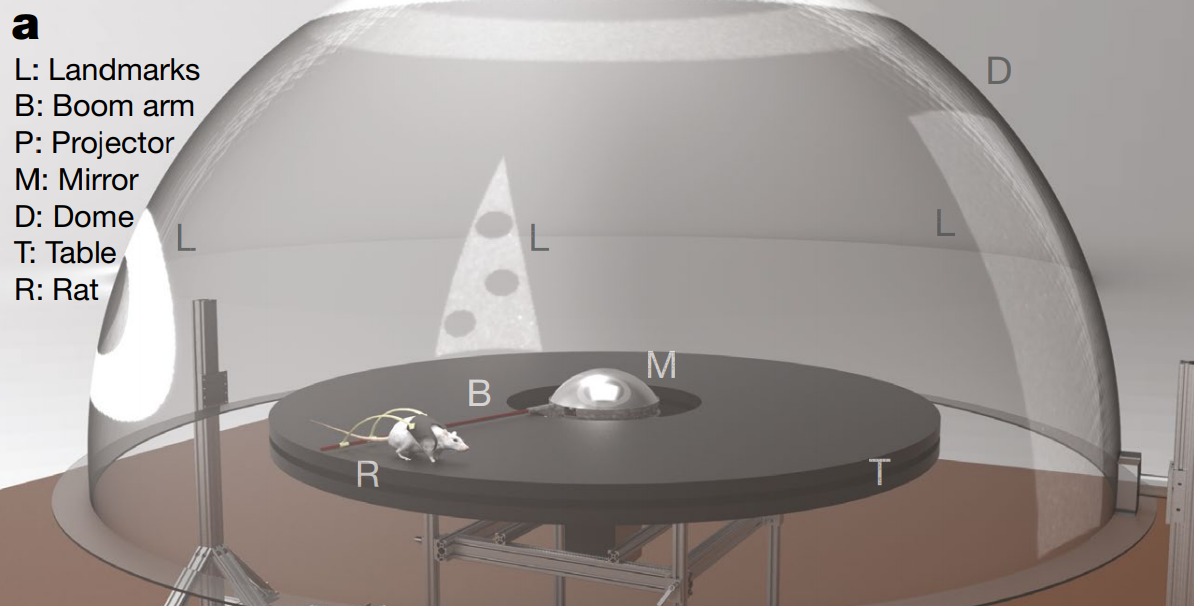 Сверху — изначальная диспозиция. Снизу, слева направо:
G = 0,5 — Ориентиры повернулись на 45 градусов, а крыса пробежала 90 градусов
G = 1 — Ориентиры остались на месте, а крыса пробежала 90 градусов
G = 2 — Ориентиры повернулись на −90 градусов, а крыса пробежала 90 градусов.