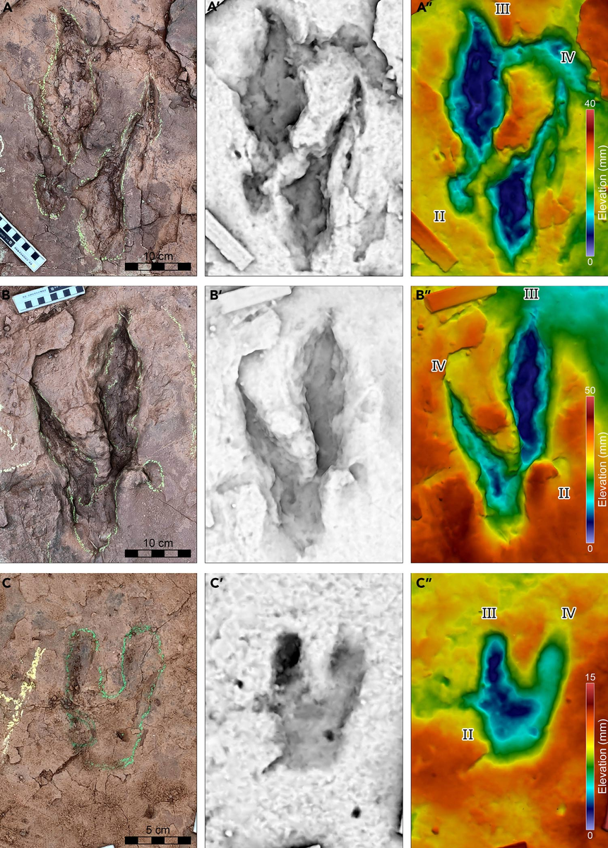 Палеонтологи обнаружили следы динозавра группы троодонтид длиной 5 м в местности Лунсян, в китайской провинции Фуцзянь.-2