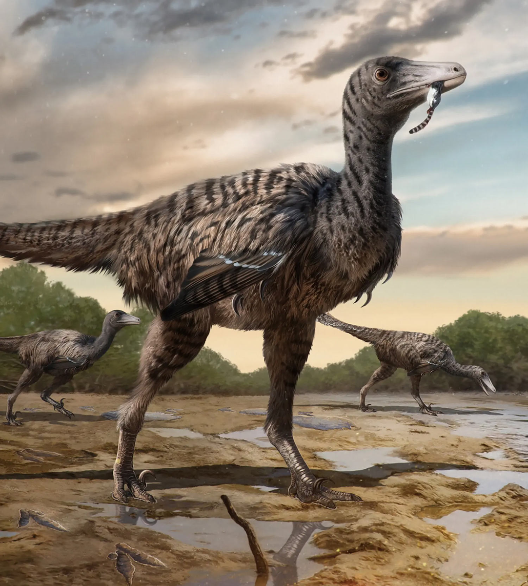 Палеонтологи обнаружили следы динозавра группы троодонтид длиной 5 м в местности Лунсян, в китайской провинции Фуцзянь.