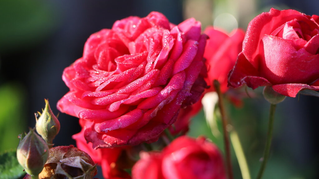 Credo che il roseto sia il biglietto da visita del mio giardino.