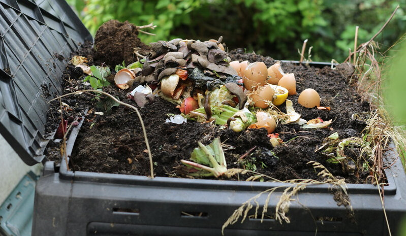 La pianta alla fine morirà. Pertanto, è meglio utilizzare solo letame o compost marcito.