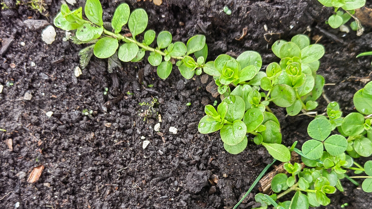 Вербейник монетчатый. Фото автора