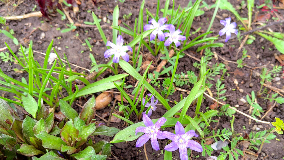Уверенно прижившийся жерушник на цветнике у под'езда. Резные листики справа от первоцветов. Фото автора 