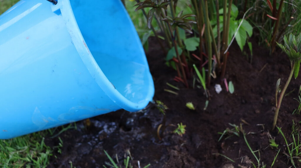 Провожу обильный полив. На один взрослый куст выливаю 5 л воды. 