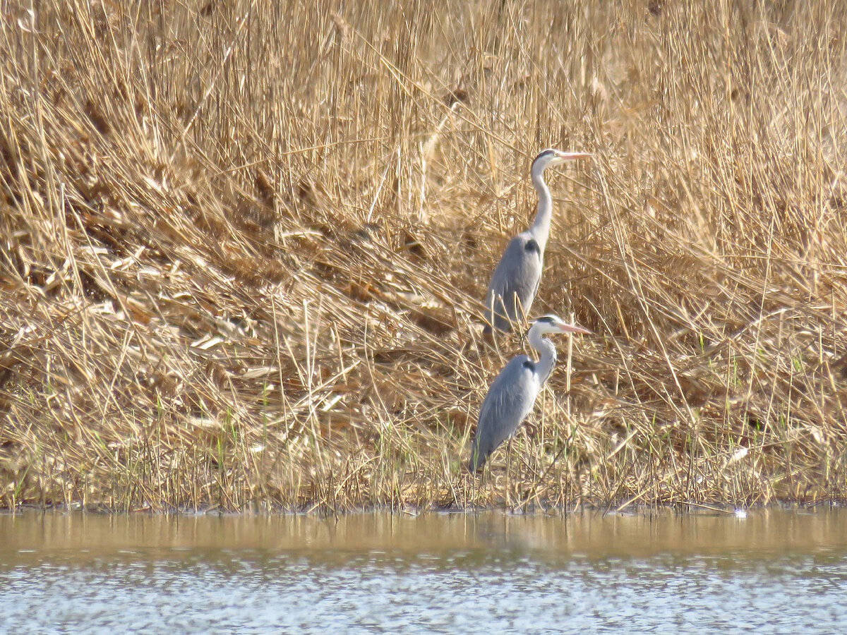 Цапли на берегу.