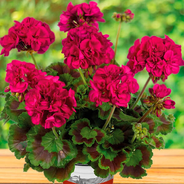 Пеларгония зональная