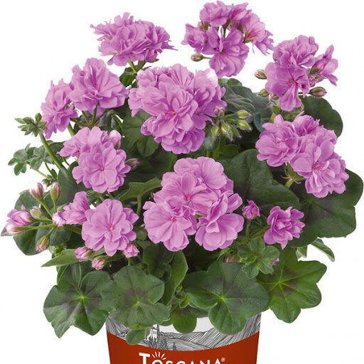 Пеларгония плющелистная