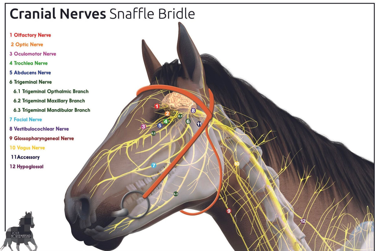 Топографическая анатомия нервов на голове у лошади.