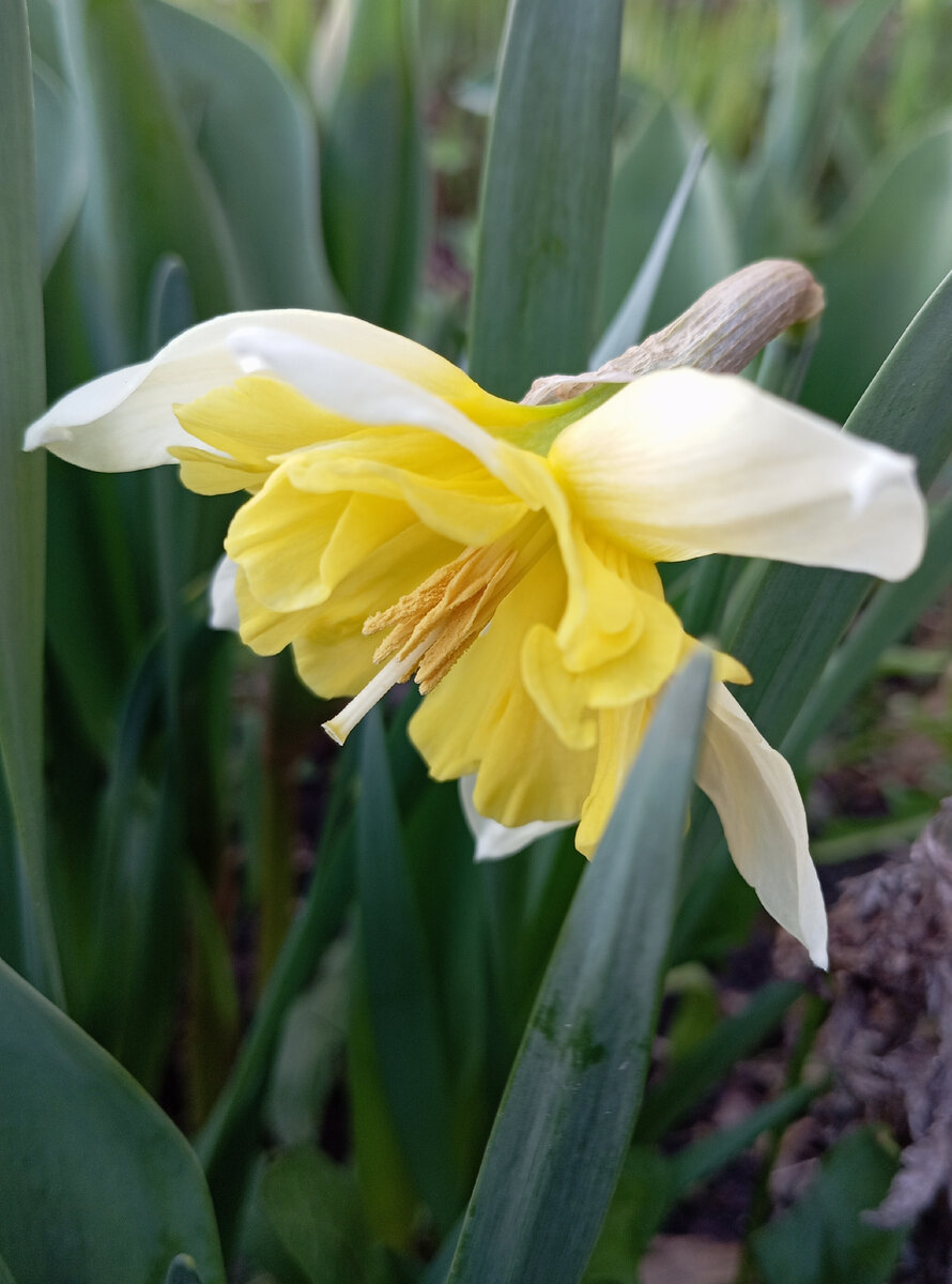 Вот такие нарциссы ещё цветут. 