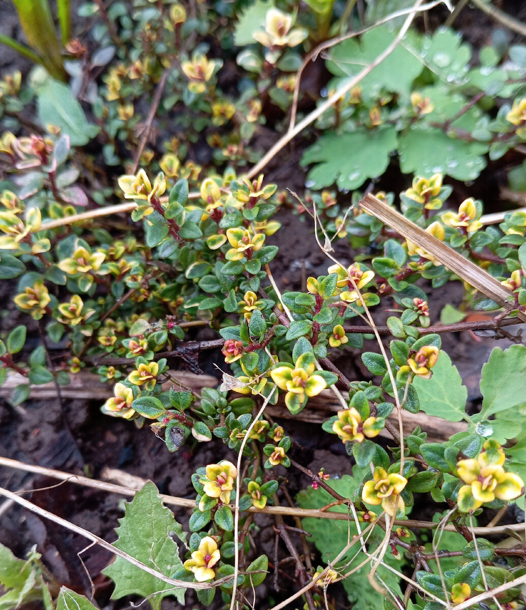 Тимьян красивый, перезимовал. 