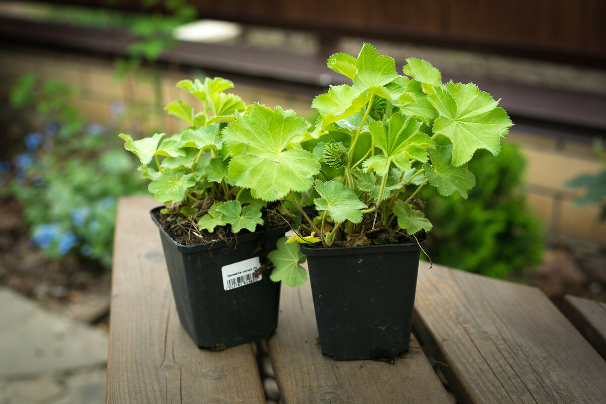 Автор фото Елена Якимова / Greenfingers