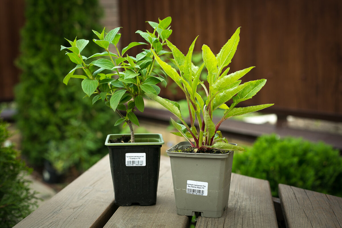 Автор фото Елена Якимова / Greenfingers