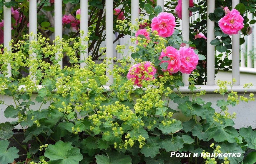 Манжетка мягкая, фото из интернета