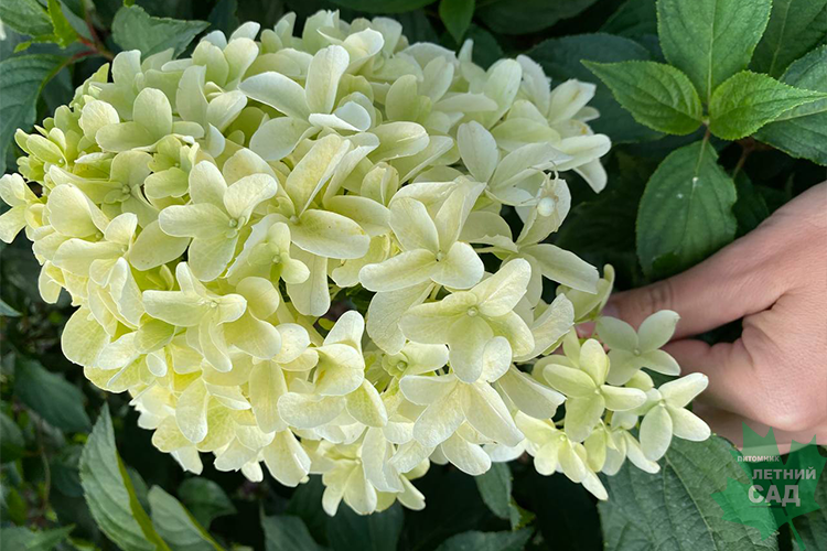 Гортензия метельчатая Skyfall (Скайфолл), фото из интернета