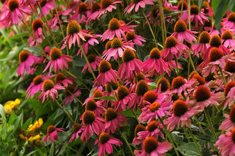  Эхинацея пурпурная Powwow Wild Berry (Пау Вау Вайлд Берри), фото из интернета