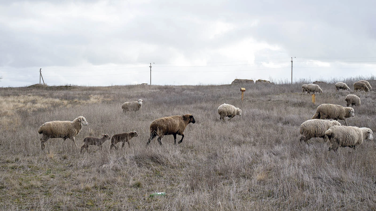 Поголовье овец и коз в республике насчитывает 1,7 млн, по этому показателю она занимает первое место в Южном федеральном округе. (Фото Валерия Нистратова для Forbes)