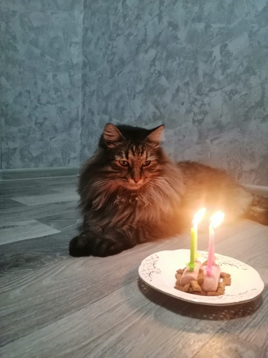 Сегодня у Барсика день рождения, ему исполняется 4 года! 🥳 