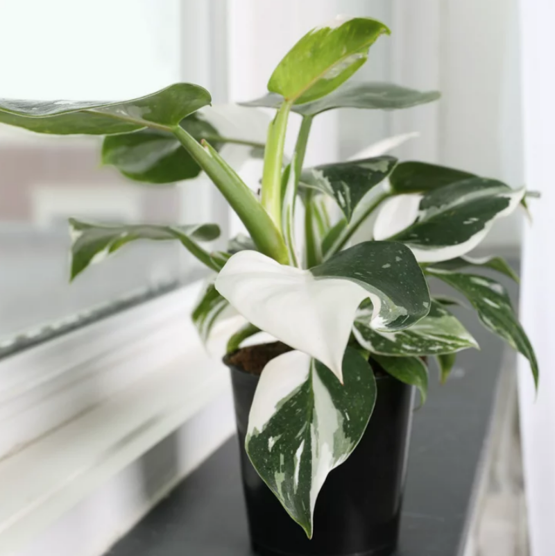 Филодендрон Белый Волшебник ( Philodendron erubescens ‘White Wizard’)