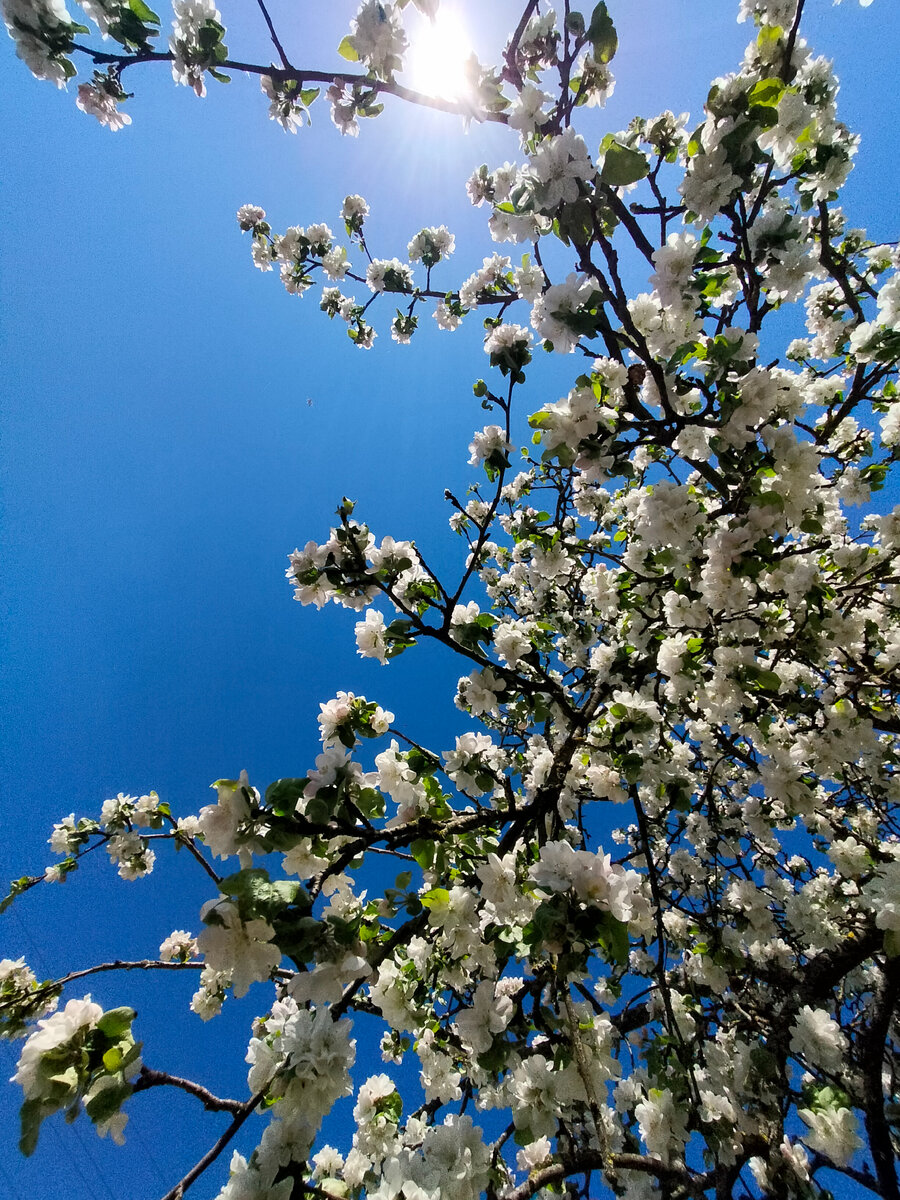 Стоишь, смотришь на цветочки, солнышко припекает, а в голове ни одной мысли 