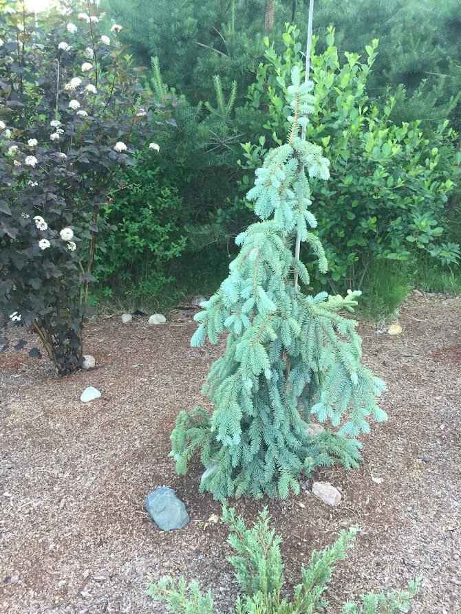 2020 Picea pungens The Blues