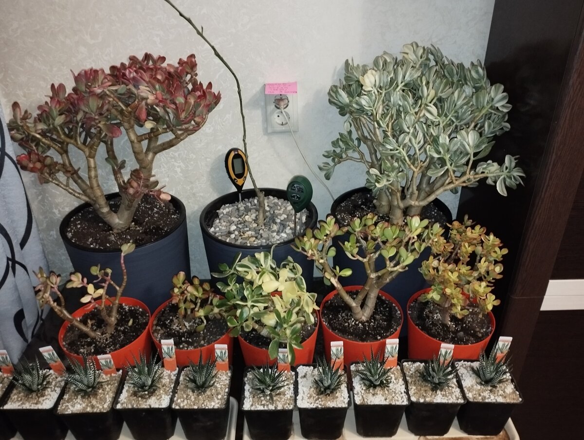 Туса различных суккулентов в комнате, сгрудились у розетки