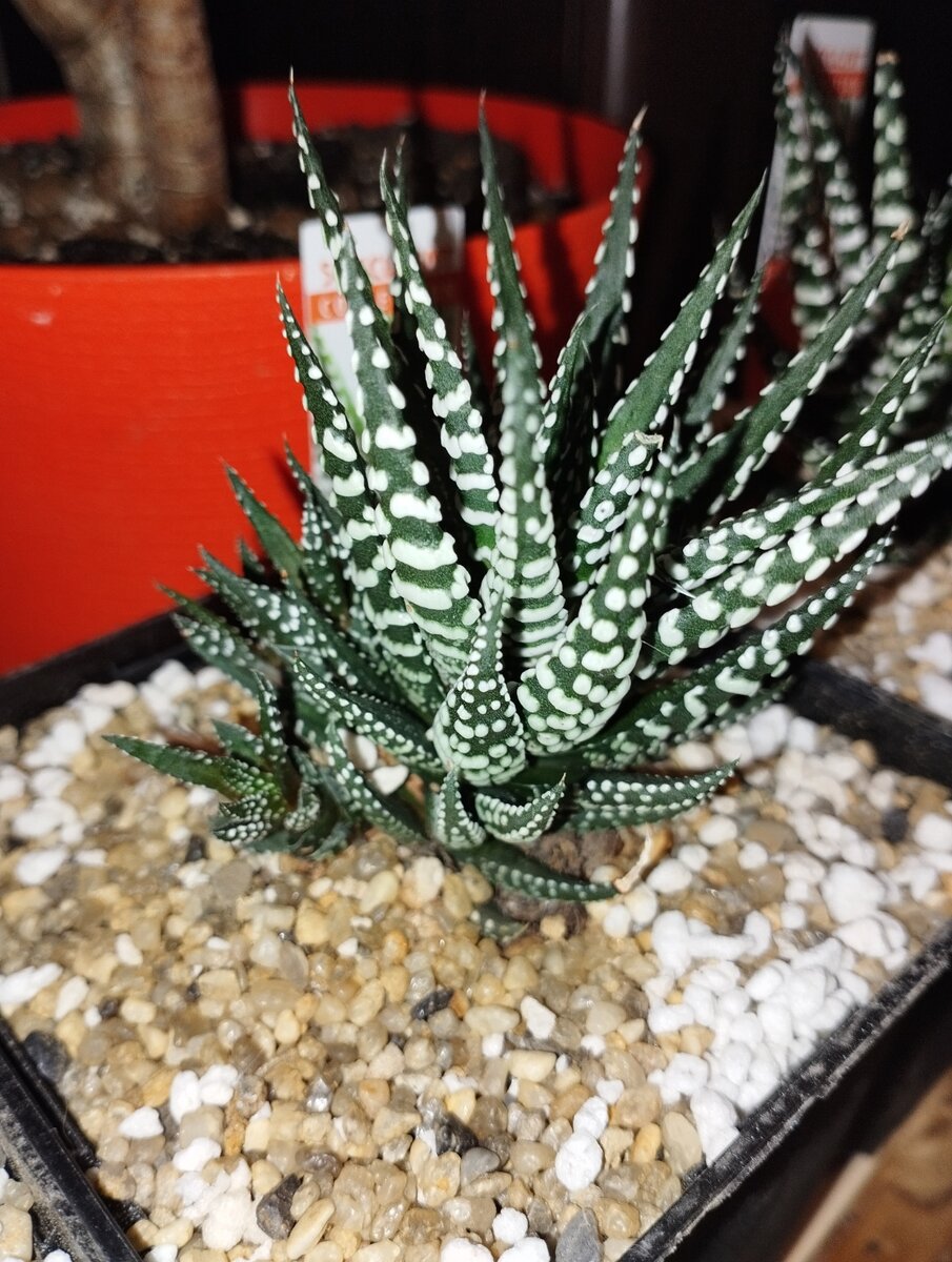 Слева внизу маленький Деть Хавортии и сама Хавотрия Фасциата Биг Банд